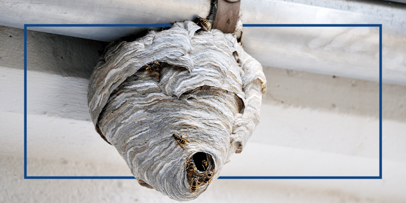 how to keep wasp nests out of your home gutters