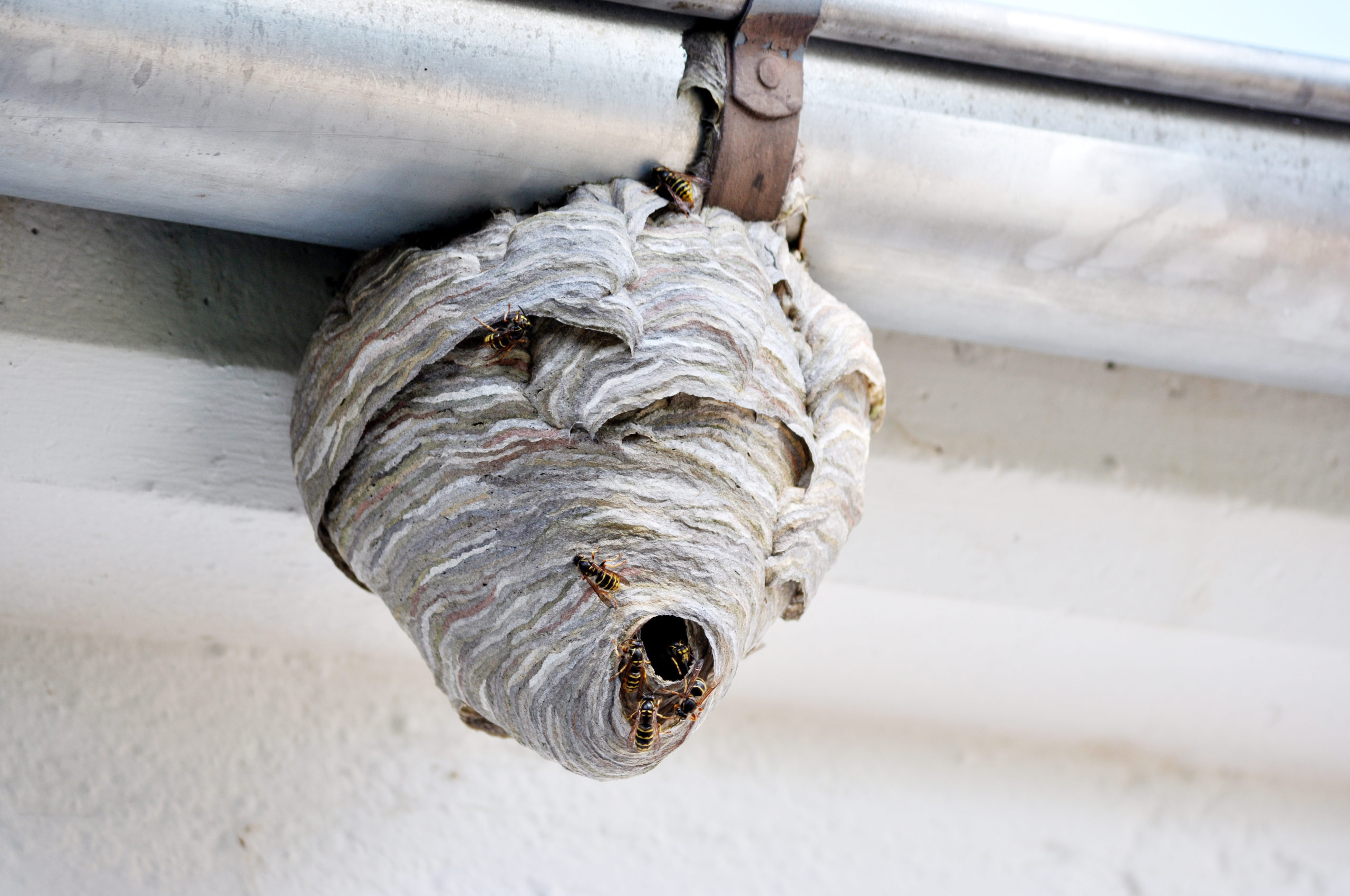 wasp nest underneath a gutter