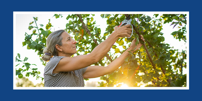 Woman cutting from a tree.