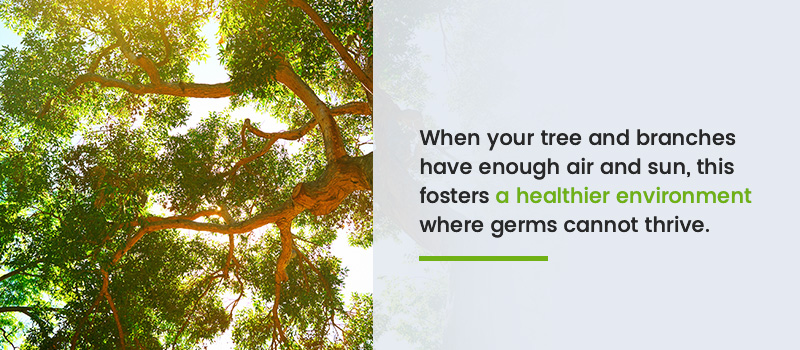 When your tree and branches have enough air and sun this fosters a healthier environment where germs cannot thrive.